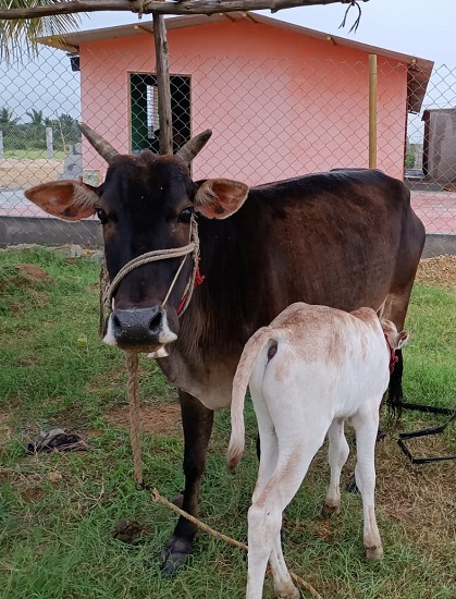 Moukthi Navachetana Goshala,Best goshala in mulbagal,Best gaushala in mulbagal,Best desi cow goshala in mulbagal,Gaushala donation for cow in mulbagal,dontation for cow in mulbagal,good goshala near me to donate,best goshala near me kolar,best goshala near me bangalore,moukthi goshala,gaushala,goshala,mulbagal,bangalore,kolar,karnataka.