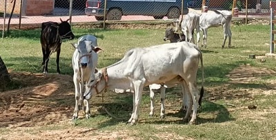 Moukthi Navachetana Goshala,Best goshala in mulbagal,Best gaushala in mulbagal,Best desi cow goshala in mulbagal,Gaushala donation for cow in mulbagal,dontation for cow in mulbagal,good goshala near me to donate,best goshala near me kolar,best goshala near me bangalore,moukthi goshala,gaushala,goshala,mulbagal,bangalore,kolar,karnataka.