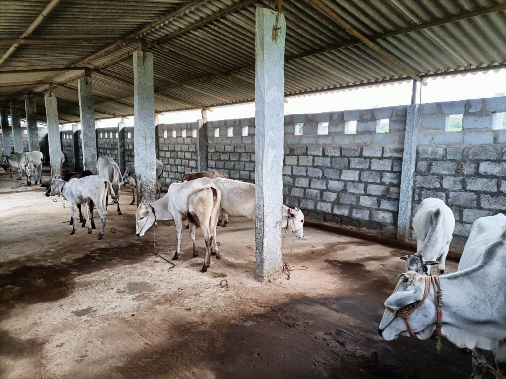 Moukthi Navachetana Goshala,Best goshala in mulbagal,Best gaushala in mulbagal,Best desi cow goshala in mulbagal,Gaushala donation for cow in mulbagal,dontation for cow in mulbagal,good goshala near me to donate,best goshala near me kolar,best goshala near me bangalore,moukthi goshala,gaushala,goshala,mulbagal,bangalore,kolar,karnataka.