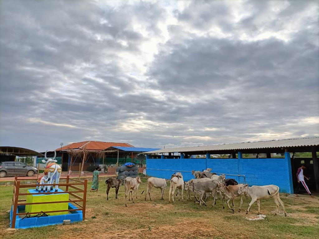 Moukthi Navachetana Goshala,Best goshala in mulbagal,Best gaushala in mulbagal,Best desi cow goshala in mulbagal,Gaushala donation for cow in mulbagal,dontation for cow in mulbagal,good goshala near me to donate,best goshala near me kolar,best goshala near me bangalore,moukthi goshala,gaushala,goshala,mulbagal,bangalore,kolar,karnataka.