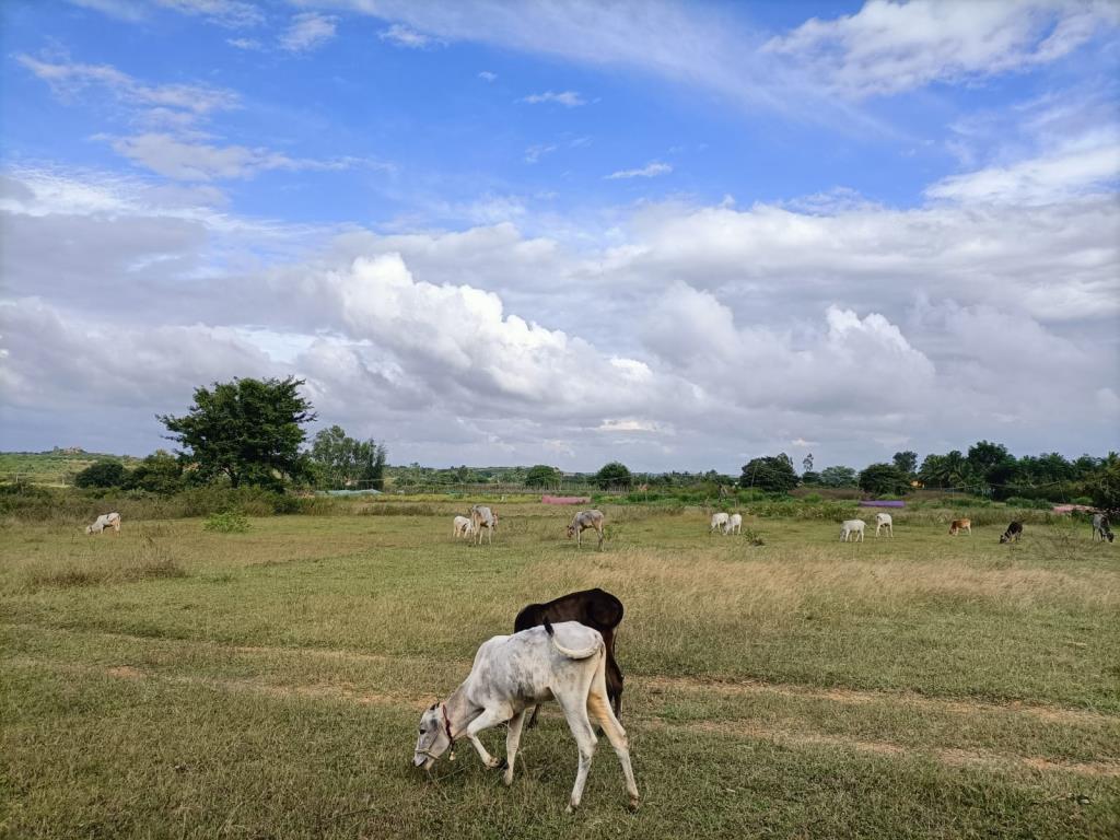 Moukthi Navachetana Goshala,Best goshala in mulbagal,Best gaushala in mulbagal,Best desi cow goshala in mulbagal,Gaushala donation for cow in mulbagal,dontation for cow in mulbagal,good goshala near me to donate,best goshala near me kolar,best goshala near me bangalore,moukthi goshala,gaushala,goshala,mulbagal,bangalore,kolar,karnataka.