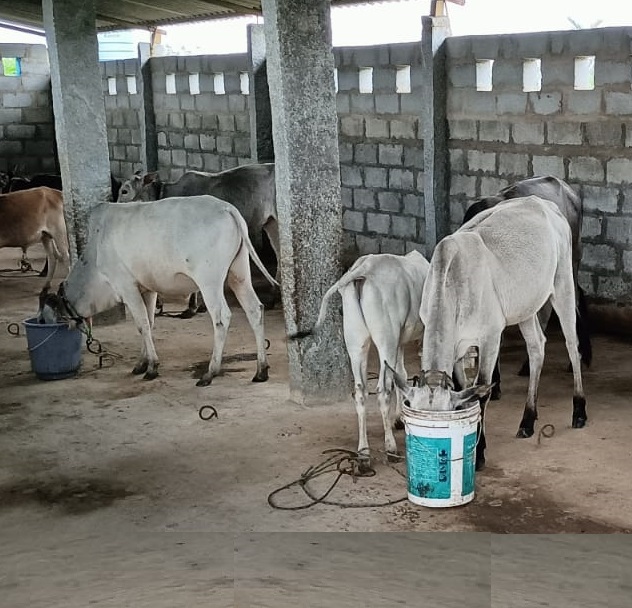 Moukthi Navachetana Goshala,Best goshala in mulbagal,Best gaushala in mulbagal,Best desi cow goshala in mulbagal,Gaushala donation for cow in mulbagal,dontation for cow in mulbagal,good goshala near me to donate,best goshala near me kolar,best goshala near me bangalore,moukthi goshala,gaushala,goshala,mulbagal,bangalore,kolar,karnataka.