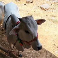 Moukthi Navachetana Goshala,Best goshala in mulbagal,Best gaushala in mulbagal,Best desi cow goshala in mulbagal,Gaushala donation for cow in mulbagal,dontation for cow in mulbagal,good goshala near me to donate,best goshala near me kolar,best goshala near me bangalore,moukthi goshala,gaushala,goshala,mulbagal,bangalore,kolar,karnataka.