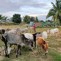 Moukthi Navachetana Goshala,Best goshala in mulbagal,Best gaushala in mulbagal,Best desi cow goshala in mulbagal,Gaushala donation for cow in mulbagal,dontation for cow in mulbagal,good goshala near me to donate,best goshala near me kolar,best goshala near me bangalore,moukthi goshala,gaushala,goshala,mulbagal,bangalore,kolar,karnataka.